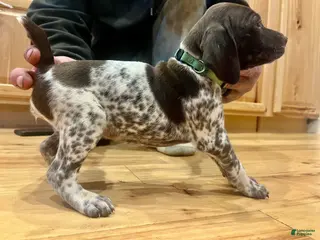 German Shorthaired Pointer dogs Charlene - Ad 19