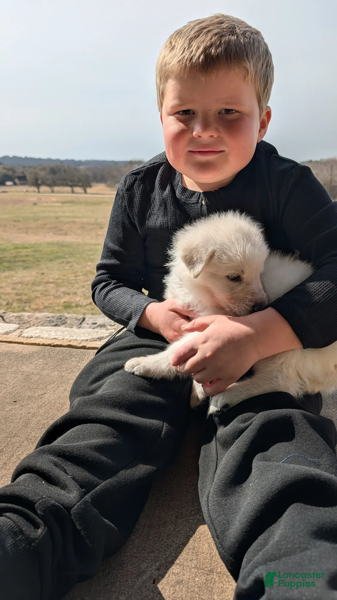 German Shepherd dogs for sale: Teton - Ad 2