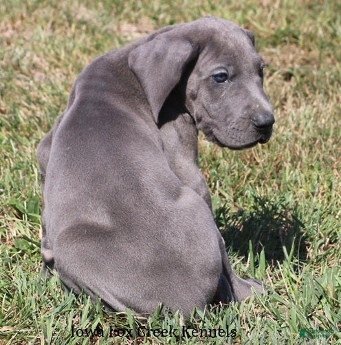 Great Dane dogs Sarge - Ad 2