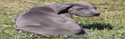 Great Dane dogs for sale: Sarge - Ad 2