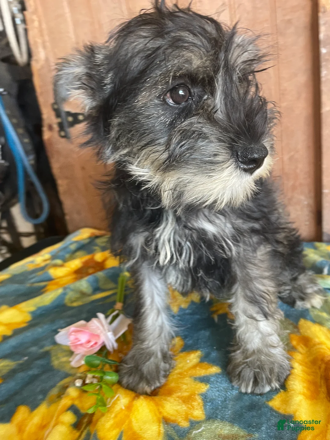 Miniature Schnauzer dogs for sale: Axel - Ad 2