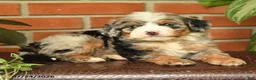 Bernedoodle dogs for sale: Jessie - Ad 4