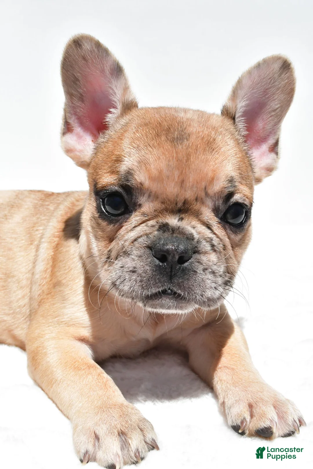 French Bulldog dogs for sale: Bailey - Ad 10