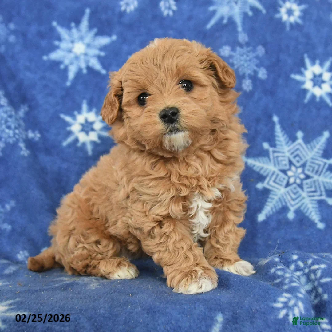 Maltipoo dogs for sale: Gabe - Ad 4