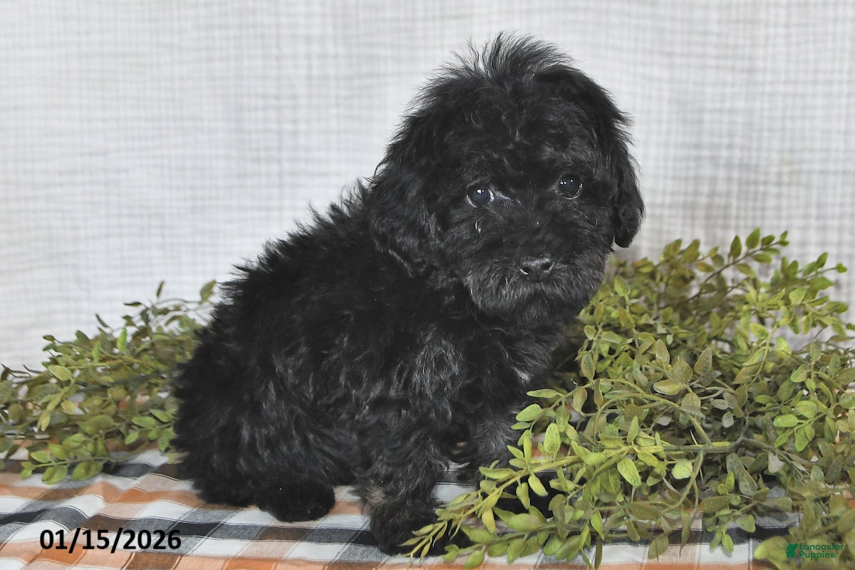 Havapoo dogs Skye - Ad 24