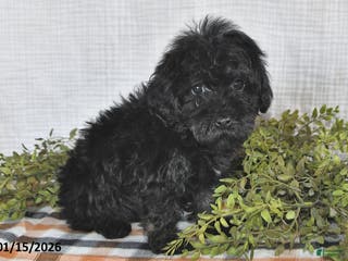 Havapoo dogs Skye - Ad 24