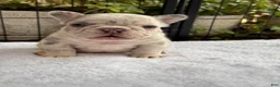 French Bulldog dogs for sale: Dahlia - Ad 5