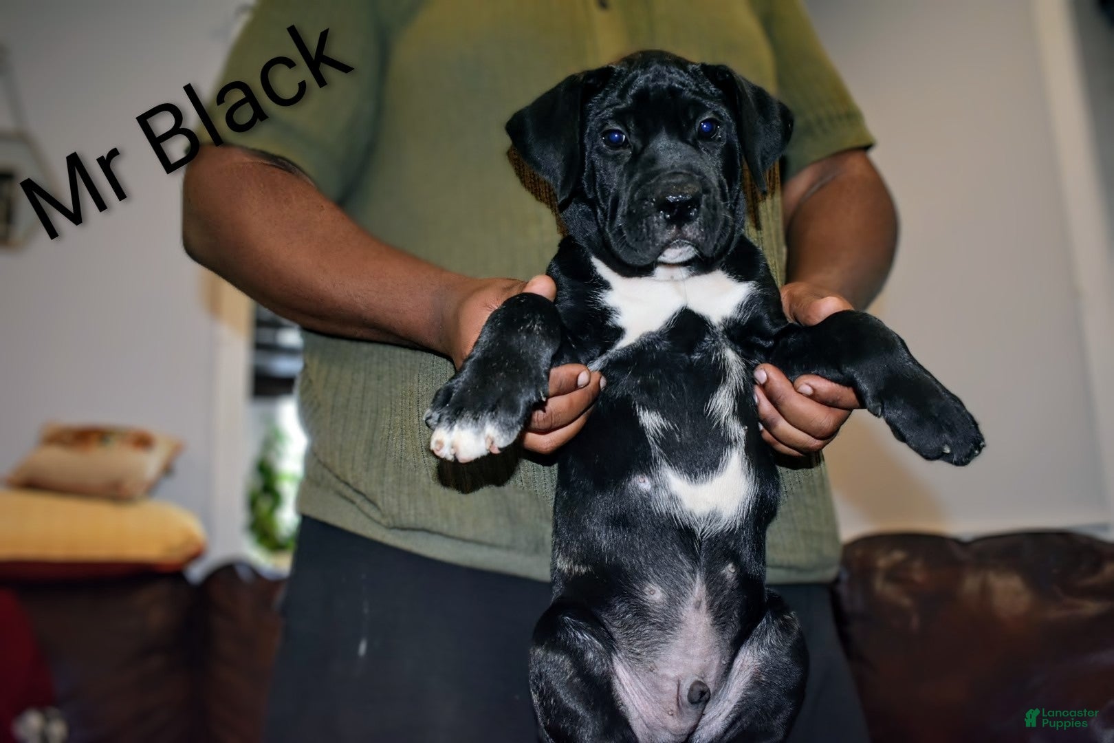 Presa Canario dogs for sale: Mr Black - Ad 2