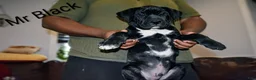 Presa Canario dogs for sale: Mr Black - Ad 1