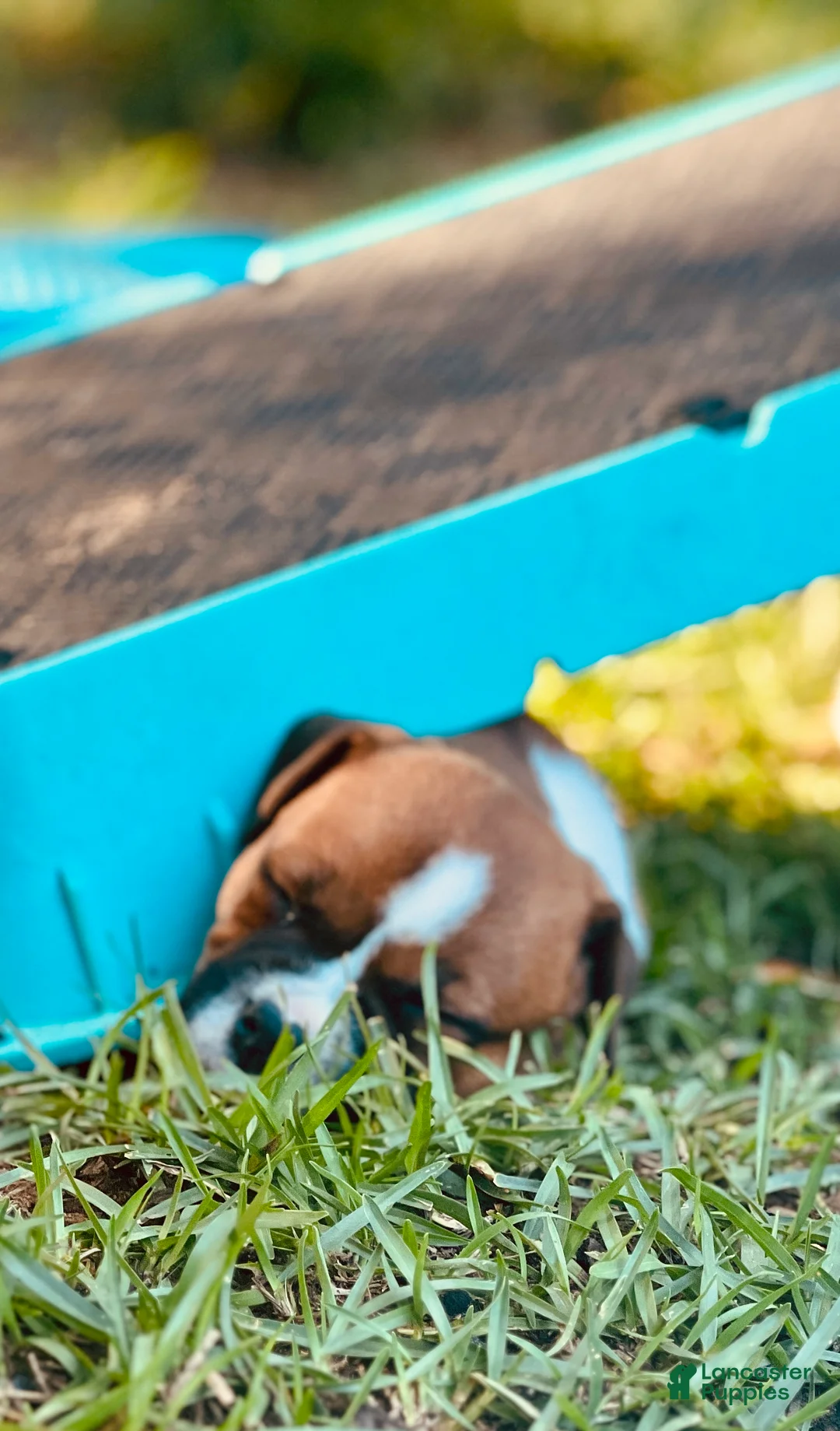 Staffordshire Bull Terrier dogs for sale: Foyt  - Ad 1