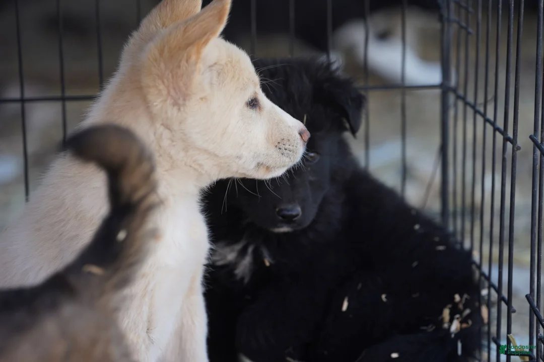 Mixed Breed dogs for sale: Toes M Cream - Ad 6