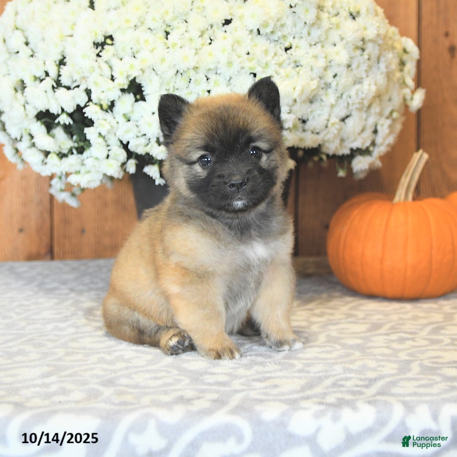 Mixed Breed dogs Lance  - Ad 25