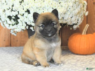 Mixed Breed dogs Lance - Ad 30