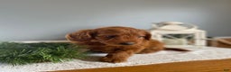 Mixed Breed dogs for sale: Mistletoe  - Ad 2