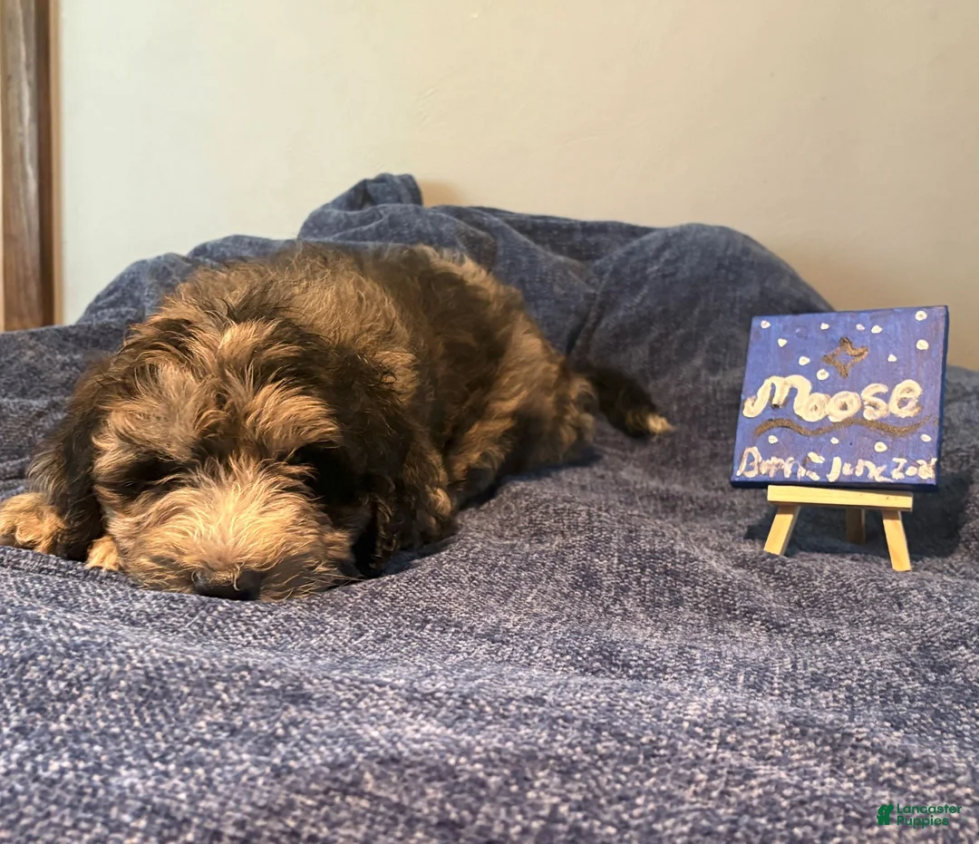 Mixed Breed dogs for sale: Moose - Ad 1