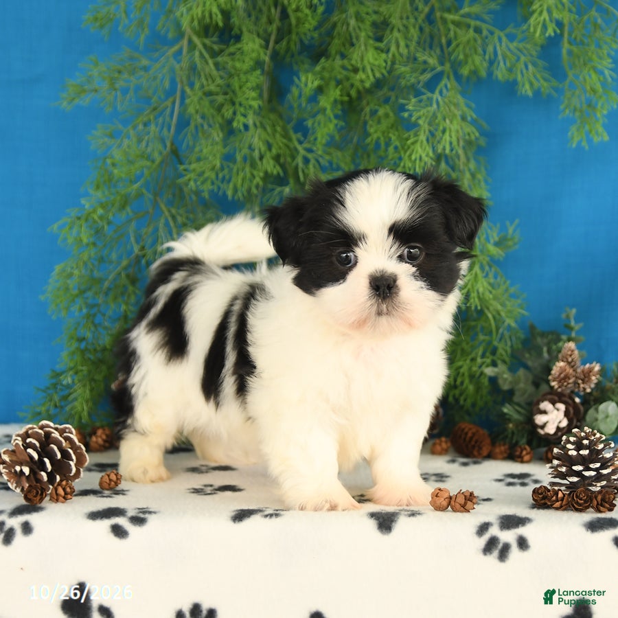 Shih Tzu dogs for sale: Cookie - Ad 1