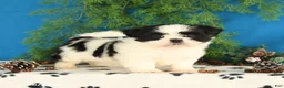 Shih Tzu dogs for sale: Cookie - Ad 1
