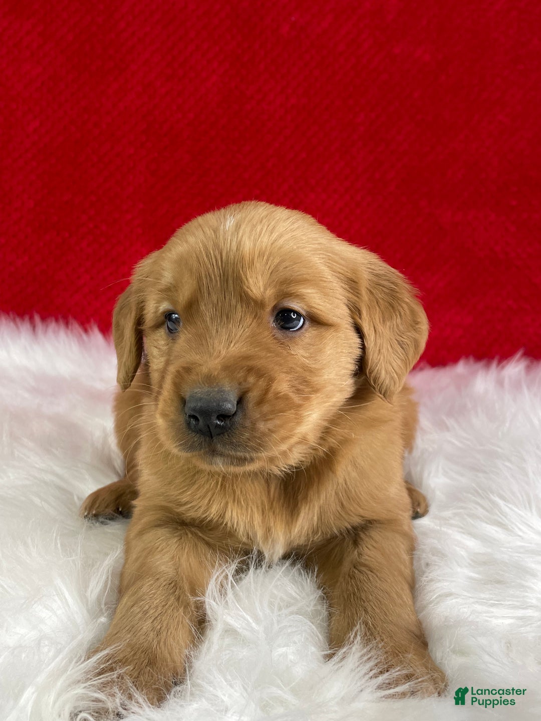 Golden Retriever dogs for sale: Donner - Ad 3