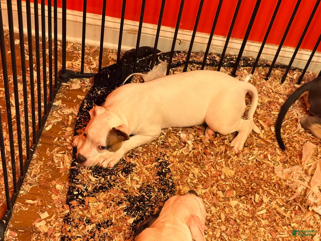 Mixed Breed dogs for sale: Mixed Breed 2 - Ad 1