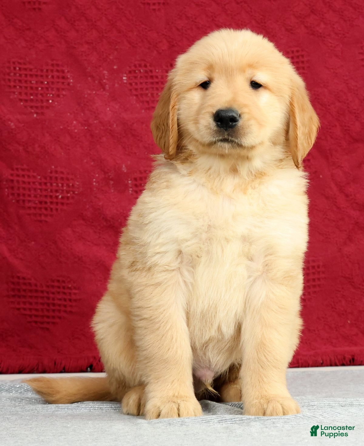 Golden Retriever dogs Yukon - Ad 2