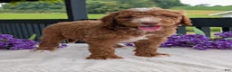 Goldendoodle dogs for sale: Charlie - Ad 5