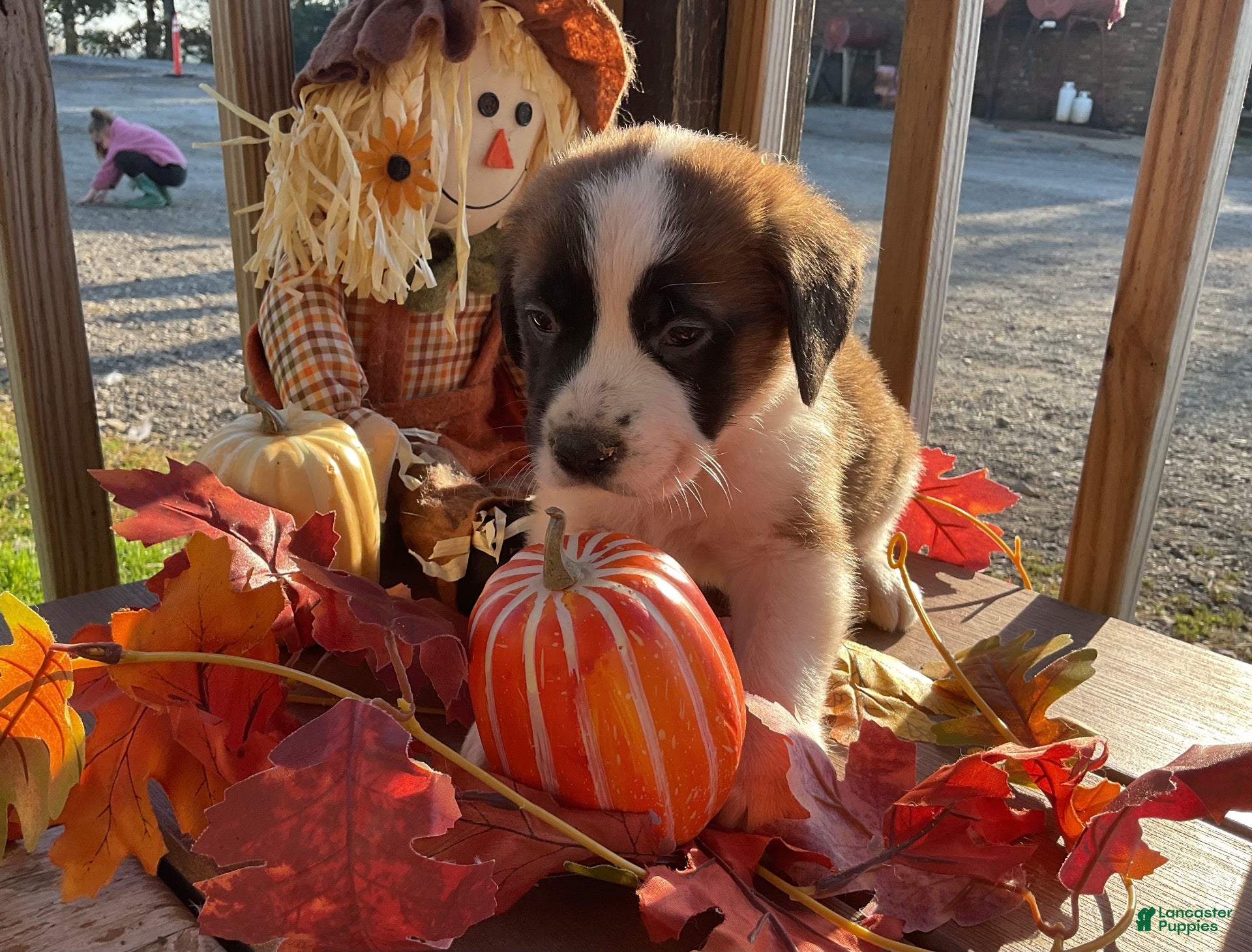 Saint Bernard dogs for sale: Saint Bernard 3. Brownie - Ad 2
