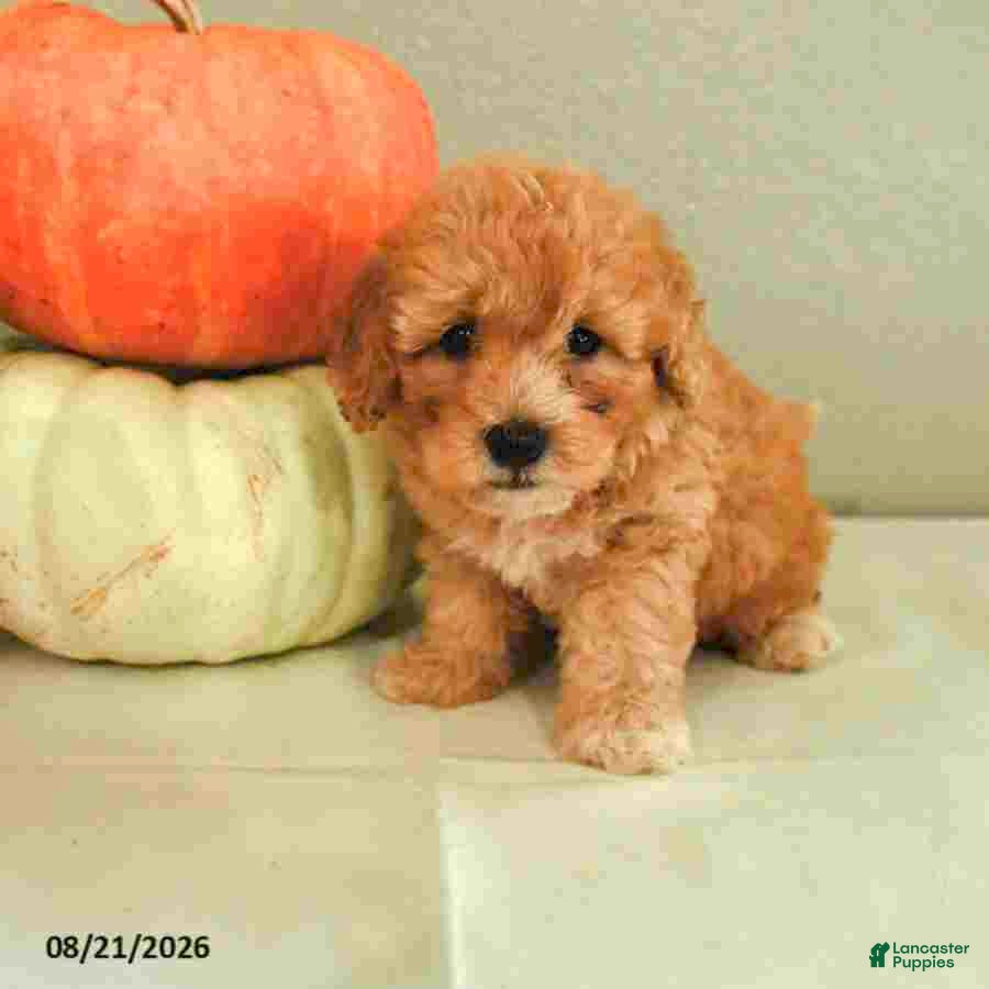 Mini Bernedoodle dogs Maverick - Ad 1