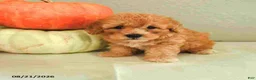 Mini Bernedoodle dogs for sale: Maverick - Ad 1