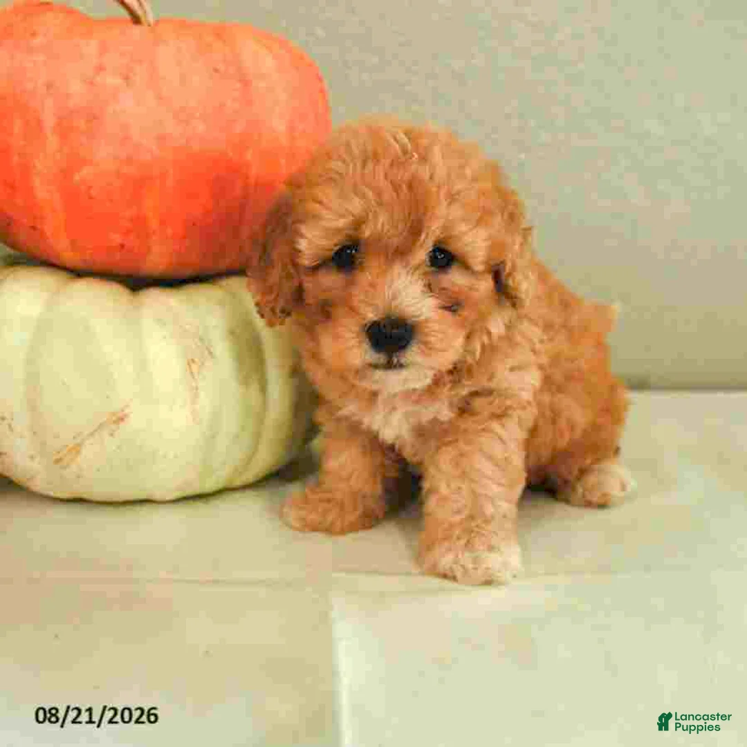 Mini Bernedoodle dogs for sale: Maverick - Ad 1