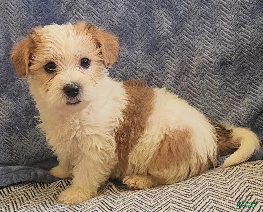 Mixed Breed dogs Rocky - Ad 2