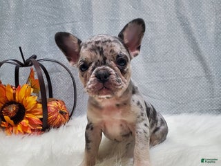 French Bulldog dogs - Ad 23