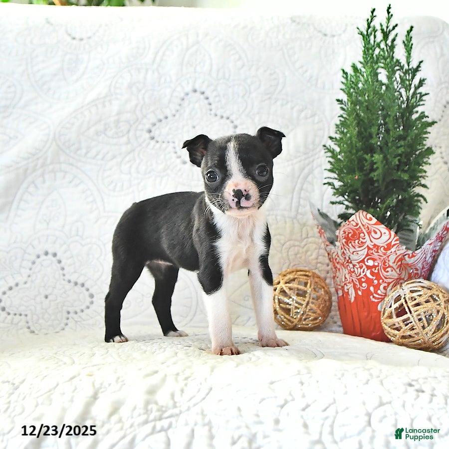 Boston Terrier dogs Bitzy - Ad 15