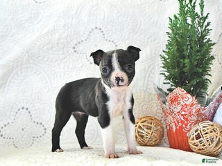 Boston Terrier dogs Bitzy - Ad 15