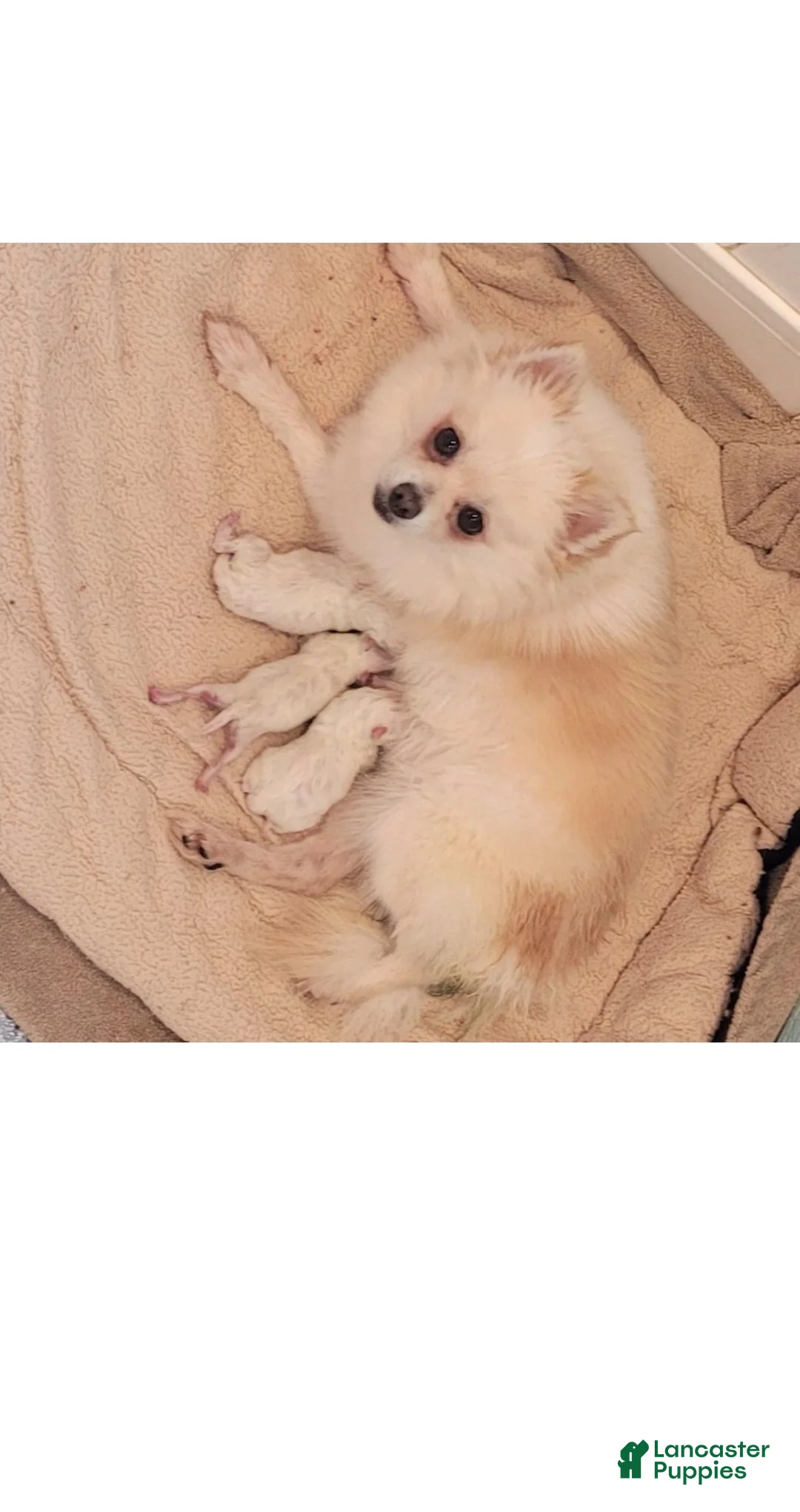 Pomeranian dogs for sale: Snowie - Ad 4