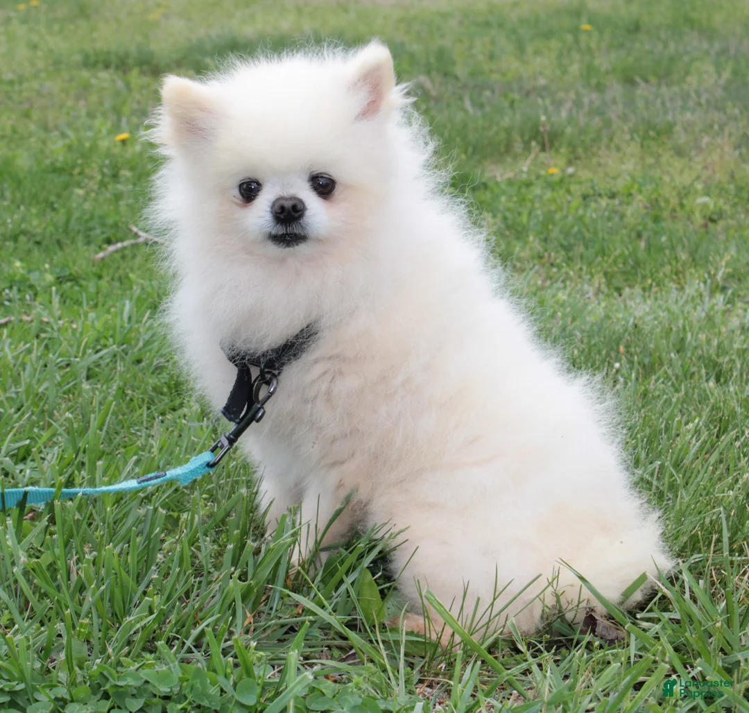 Pomeranian dogs for sale: Justin - Ad 7