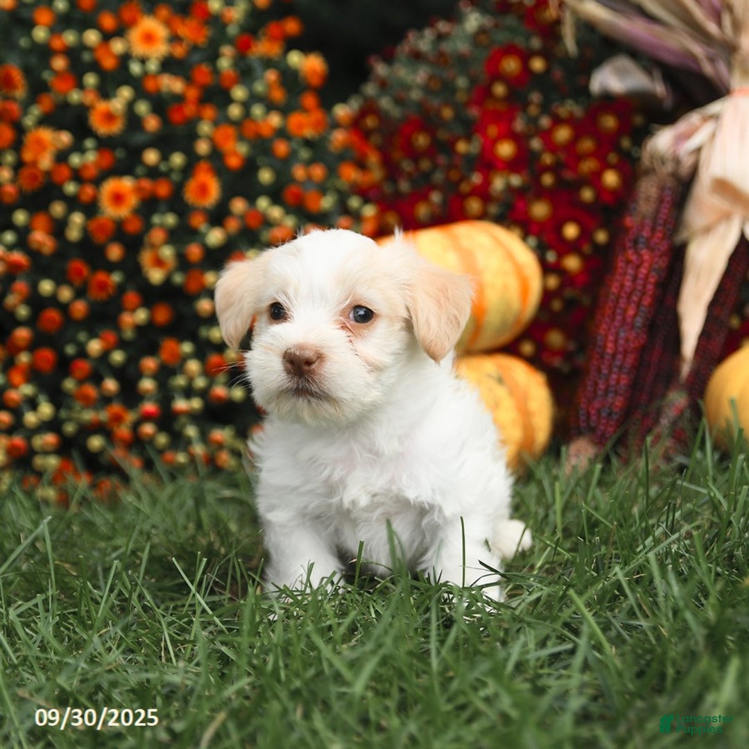 Maltipoo dogs for sale: Jack  - Ad 3