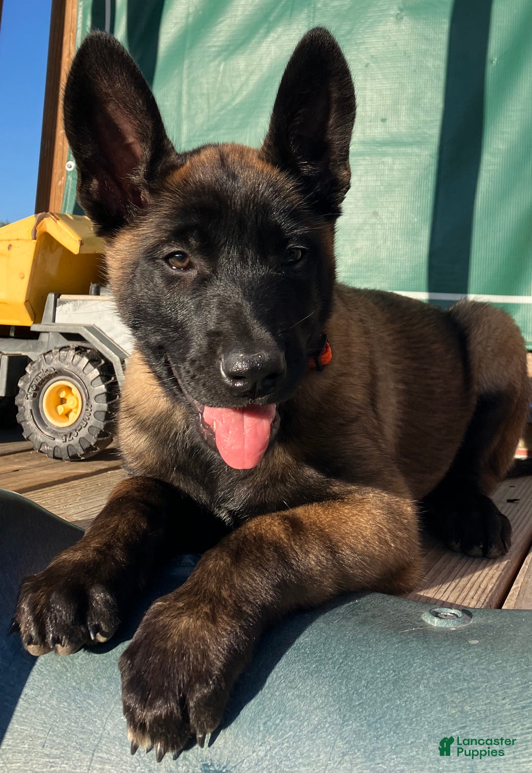 Belgian Malinois dogs for sale: Belgian Malinois Puppy Female (F3) - Ad 1