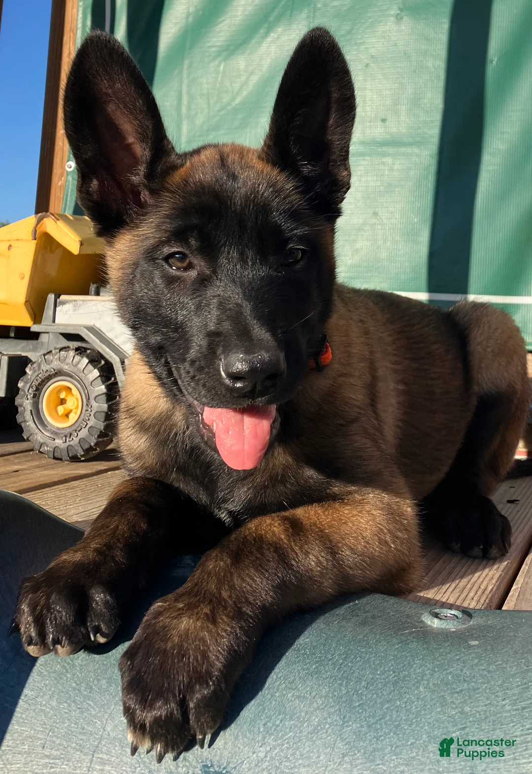 Belgian Malinois dogs for sale: Belgian Malinois Puppy Female (F3) - Ad 1
