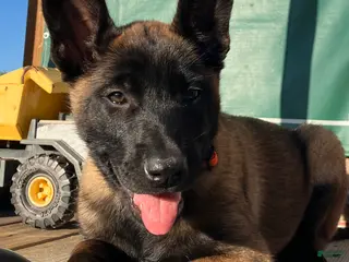 Belgian Malinois dogs Belgian Malinois Puppy Female (F3) - Ad 6