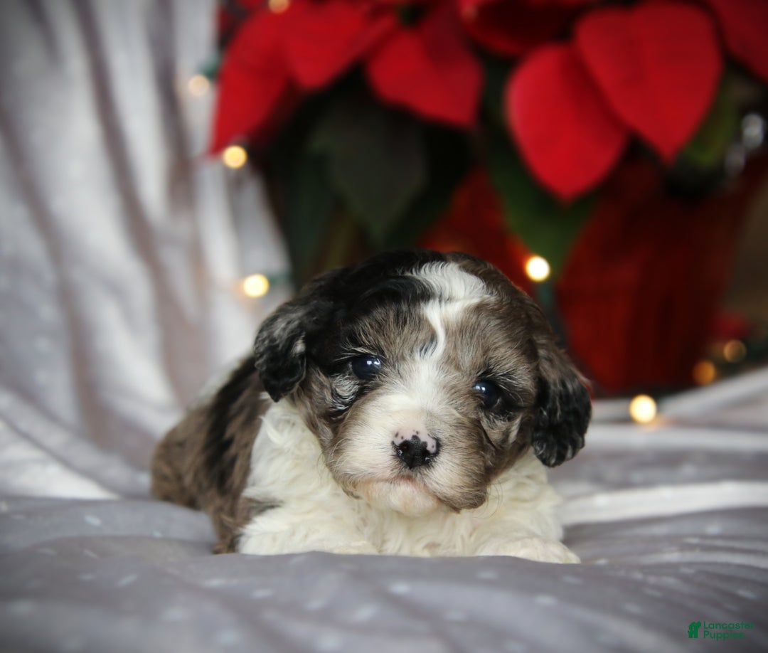 Cockapoo dogs for sale: Noelani - Ad 5
