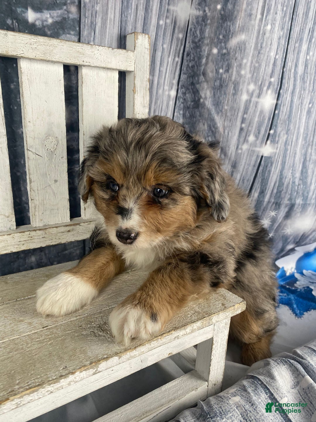 Aussiedoodle dogs for sale: Paisley - Ad 12