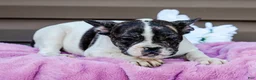 French Bulldog dogs for sale: Key Lemon - Ad 3