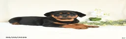 Rottweiler dogs for sale: Angel - Ad 5