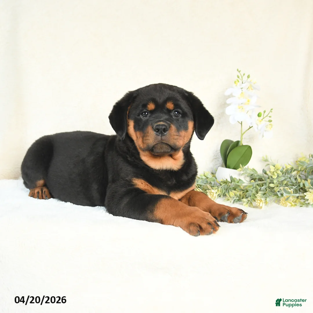 Rottweiler dogs for sale: Angel - Ad 5