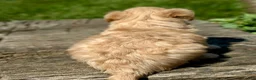 Maltipoo dogs for sale: Daisy - Ad 4