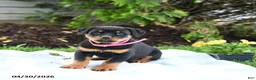Rottweiler dogs for sale: Victoria - Ad 1