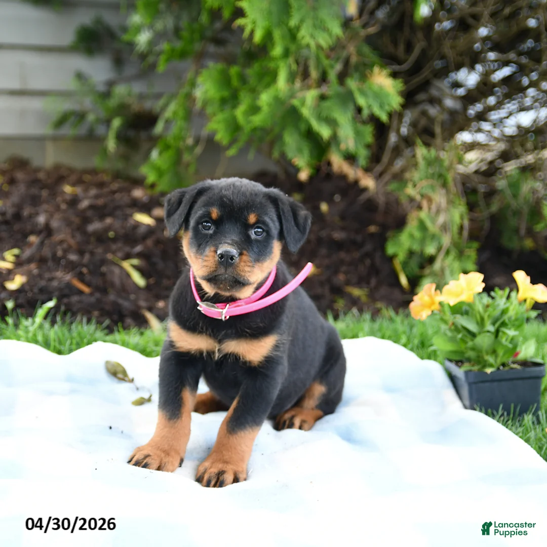 Rottweiler dogs for sale: Victoria - Ad 1