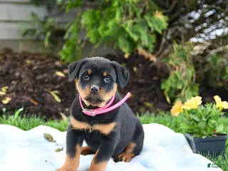 Rottweiler dogs for sale: Victoria - Ad 3
