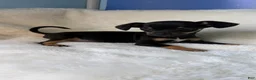 Chihuahua dogs for sale: Chihuahua Puppy 2 - Ad 18