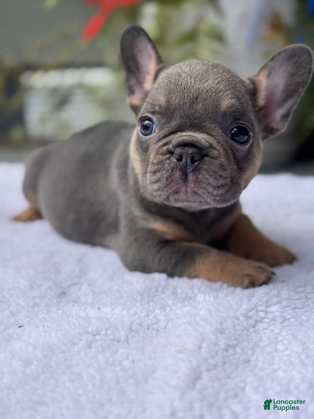 French Bulldog dogs for sale: Diamond  - Ad 2